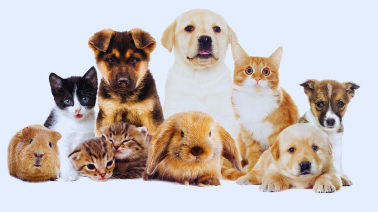 How to keep pets healthy (B1)