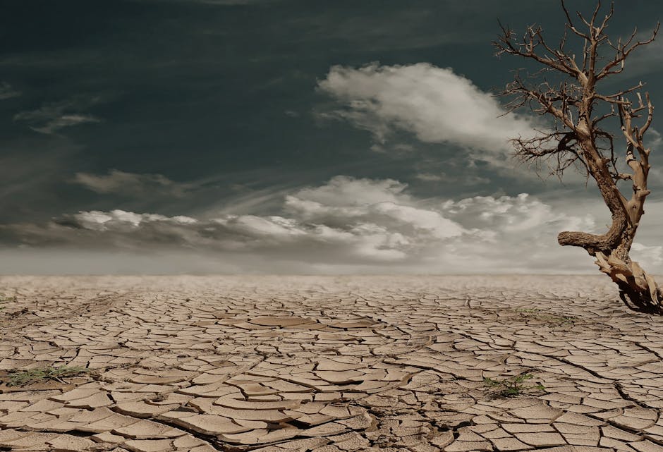 A solitary tree stands against a cracked, arid landscape under a cloudy sky, illustrating drought and desertification.