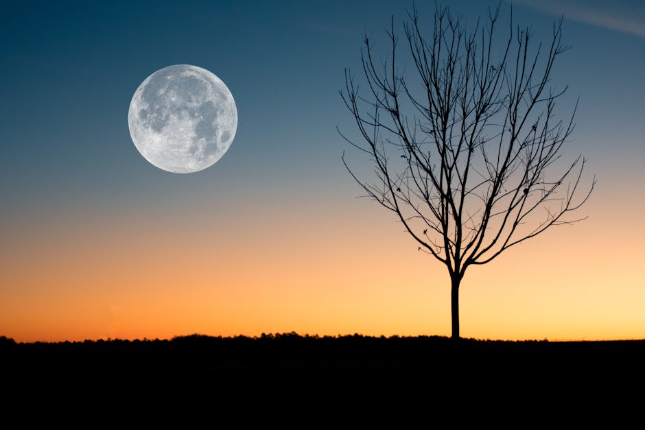 A calming image of the full moon rising over a tree silhouette during twilight.