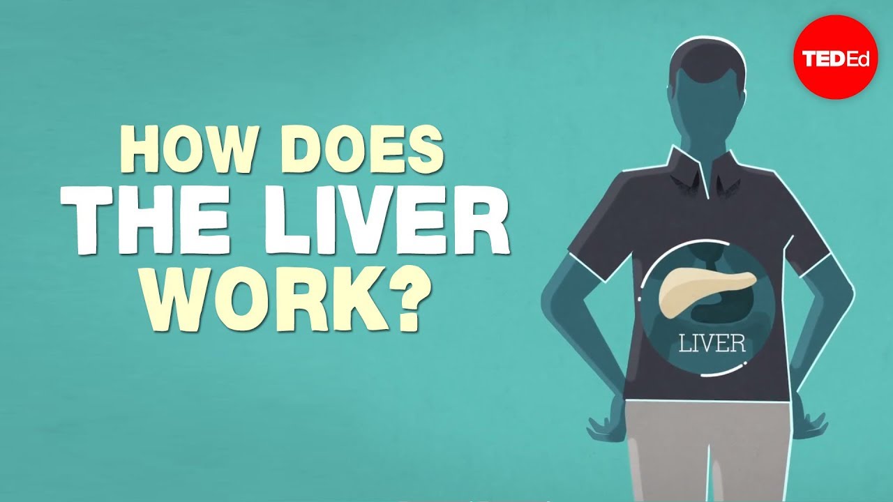 What does the liver do? (C1)